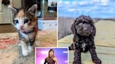 Taylor Swift-inspired pet names surge ahead of ‘Tortured Poets Department’ release