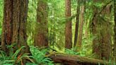 "Underwhelming": Biden admin tosses token protection to old-growth forests