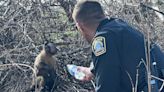 Kentucky Police Help Reunite Monkey with its Family After Animal Went Missing During Car Crash