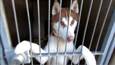 Shelters seeing unprecedented number of Huskies