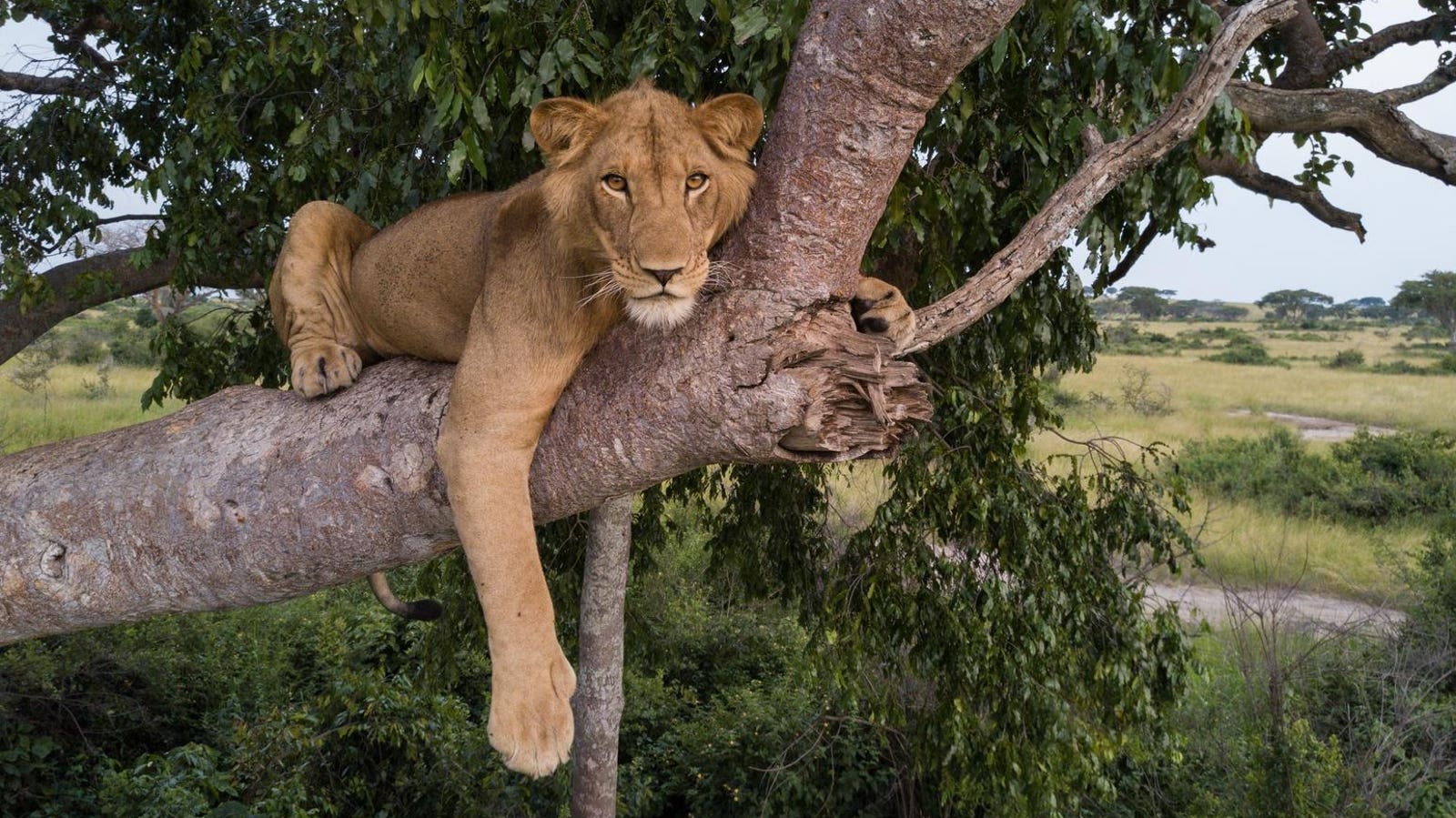 Three-Legged Lion Filmed Making Record Swim In Crocodile-Infested Waters