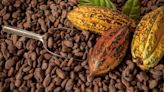 ¿Por qué se celebra HOY el Día Mundial del Cacao y cuáles son sus beneficios?