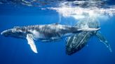 Pacific islands chiefs grant whales and dolphins ‘legal person’ status