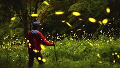 Where have all the fireflies gone in Lancaster County? [column]