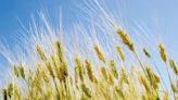 安徽農戶幾十畝小麥 被人開收割機偷走