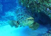 Atlantic goliath grouper