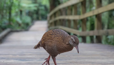獵食新西蘭瀕危鳥類 求生真人騷參賽者遭DQ