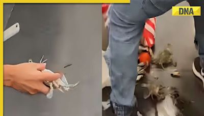 Watch viral video: Chaos in metro after live crabs fall out of woman's bag, here's what happened next