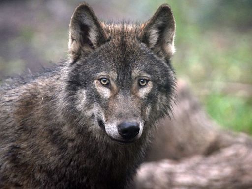 Grey 'wolf' seen eating deer in Gloucestershire among other sightings