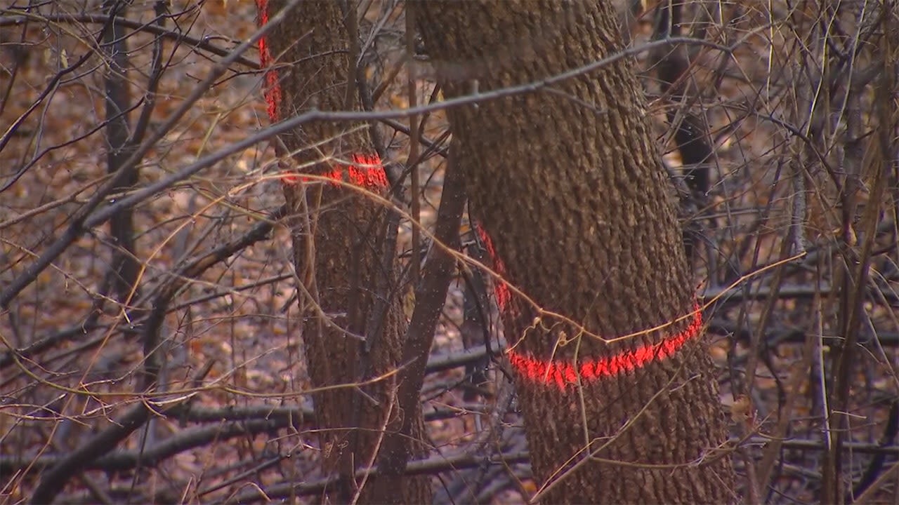 Emerald ash borer found in SW Minnesota county for first time