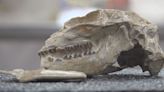 Fossilized skull of “cat-sized deer” found in Badlands National Park is the first of its kind