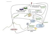 Sulfur cycle