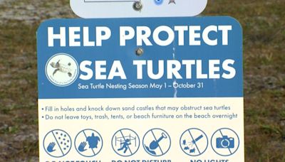 Sea turtle nesting season begins at Tampa Bay beaches
