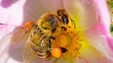 Honey bees use social learning to perfect ‘waggle dancing’ skills – study