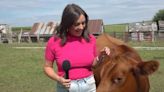 Cow Interrupts Fox News Reporter’s Live Shot, Gets Petted: ‘I Don’t Know If I Can Be Serious’ (Video)