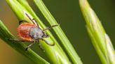 It's tick season. How is Lyme disease transmitted? Here's what you need to know.
