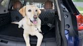 Ensuring Your Dog’s Safety in a Car | The Car Connection