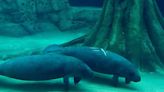 Bradenton’s Bishop Museum has 2 new young manatees that were orphaned as babies