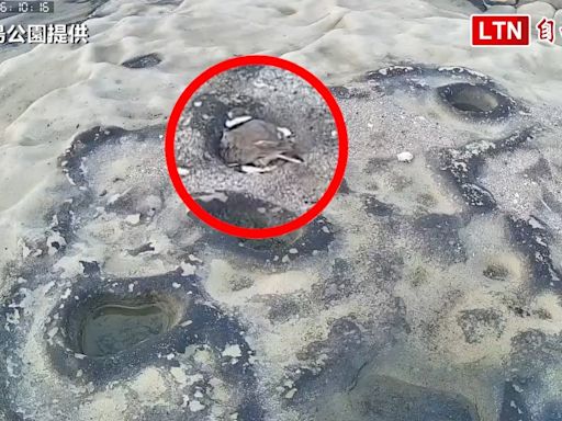 小環頸鴴現蹤基隆和平島孵育 巢穴淹水搶救1顆寶貝蛋(和平島公園提供) - 自由電子報影音頻道