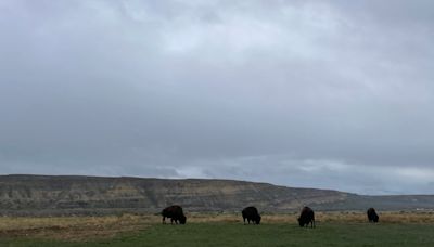 Home on the range: inside buffalo restoration on the Wind River Indian Reservation