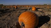 Extreme weather may have affected the pumpkins you picked this year