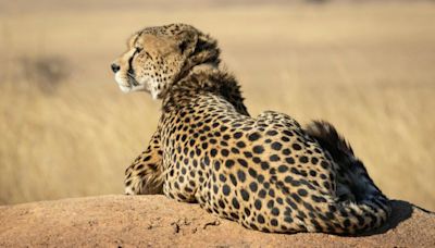Novo estudo revela detalhes da maior espécie de guepardo que habitou o planeta