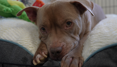 Uplift Families Residence, first ever pet-friendly homeless shelter in NYC, opens in the Bronx