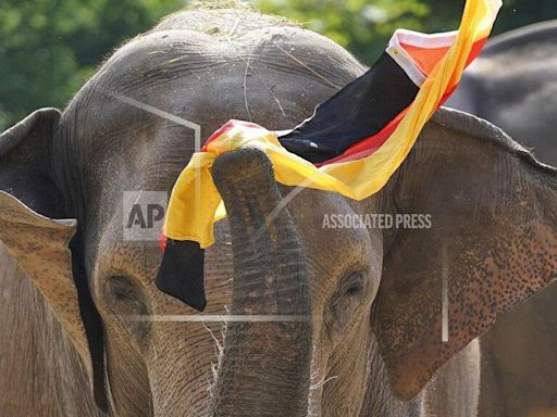 Euro 2024: Elefant Bubi sagt Sieg der Deutschen Nationalelf voraus