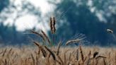 Bad Weather and War Are Straining the World’s Wheat Supply