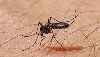 'Dengue-carrying mosquitoes' at the Paris Olympics could bring disease to UK