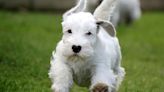 Razas de perros: características y necesidades del Sealyham Terrier