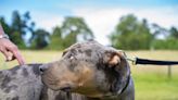 Voices: How the ban on XL bully dogs from midnight tonight could trigger more – not fewer – attacks