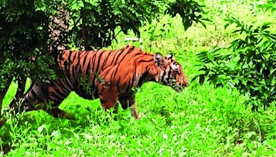 11 tiger deaths recorded since Jan this year