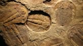 Trilobites had a hidden third eye, new fossils reveal
