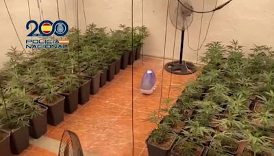 Spanish police arrest five people and seize 1,000 marijuana plants