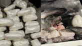Incautan droga en garita de California dentro de una hielera llena de pescados