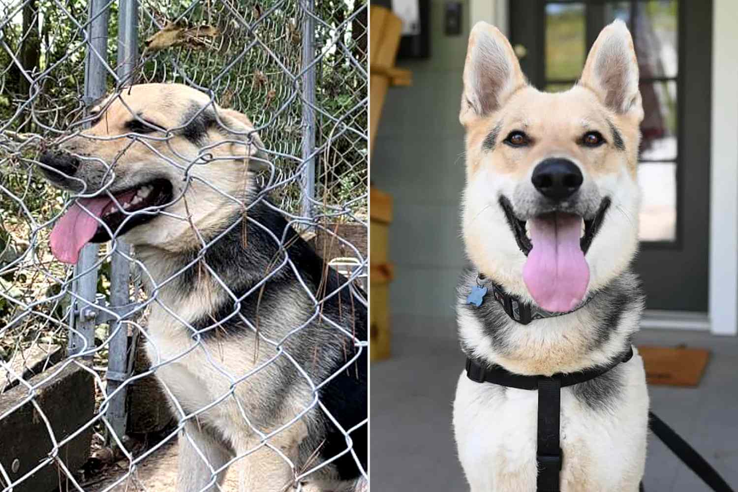 Dog Who Spent 4 Years Alone in a Small Outdoor Cage Finds a Family Dedicated to Loving Him 24/7