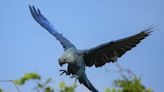 In Northeast Brazil, effort to reintroduce Spix’s macaws takes flight