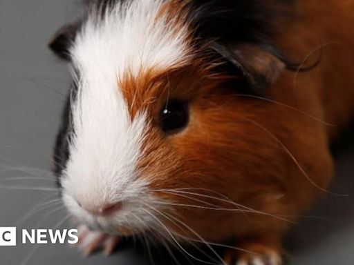 Three guinea pigs found dead in bag behind Westhill bus shelter