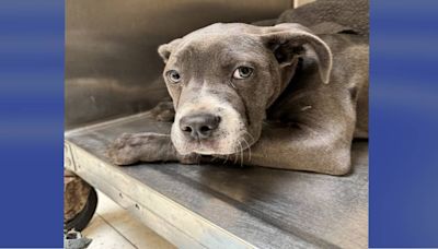 ‘Good puppy’ abandoned, tied to pole with note outside animal shelter