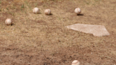 High school baseball and softball: Wednesday's scores