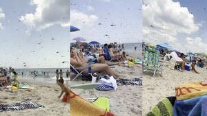 ‘Oh my God!’: Video shows Thousands of dragonflies invading New England beach