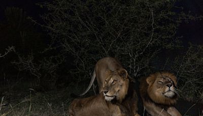 La travesía de los leones ‘Jacob’ y ‘Tibu’ en un río lleno de cocodrilos, la más larga jamás registrada