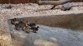 Southwest Virginia Wildlife Center rescues ducklings from Virginia Tech Duck Pond