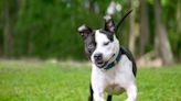 Sweet Video of Shelter Dogs Enjoying a Play Group Is a Breath of Fresh Air