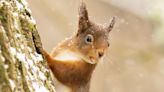 Red squirrels living apart on Isle of Wight have different genes, research finds