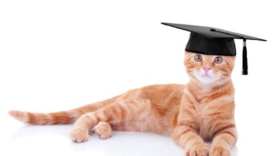 Love for cats lures students into this course, which uses feline research to teach science