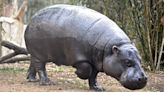 Wildlife Park’s Sneaky Way of Getting Baby Hippo Onto the Scale Is Too Cute