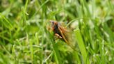 Hear that sound? One brood of cicadas is emerging in Virginia for the first time in 13 years - KVIA