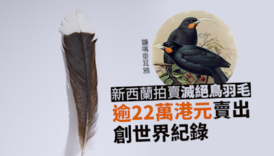 新西蘭拍賣世上最貴羽毛 終以逾22萬賣出